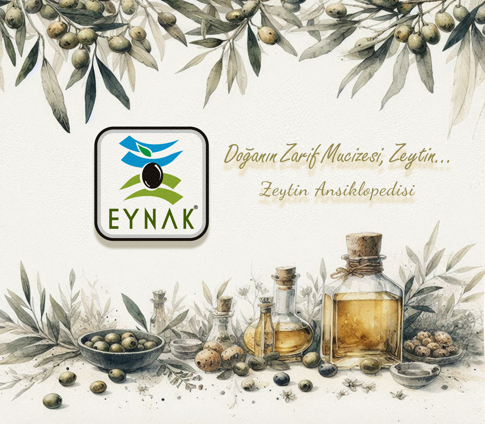 Zeytin Ansiklopedisi Eynak Zeytin